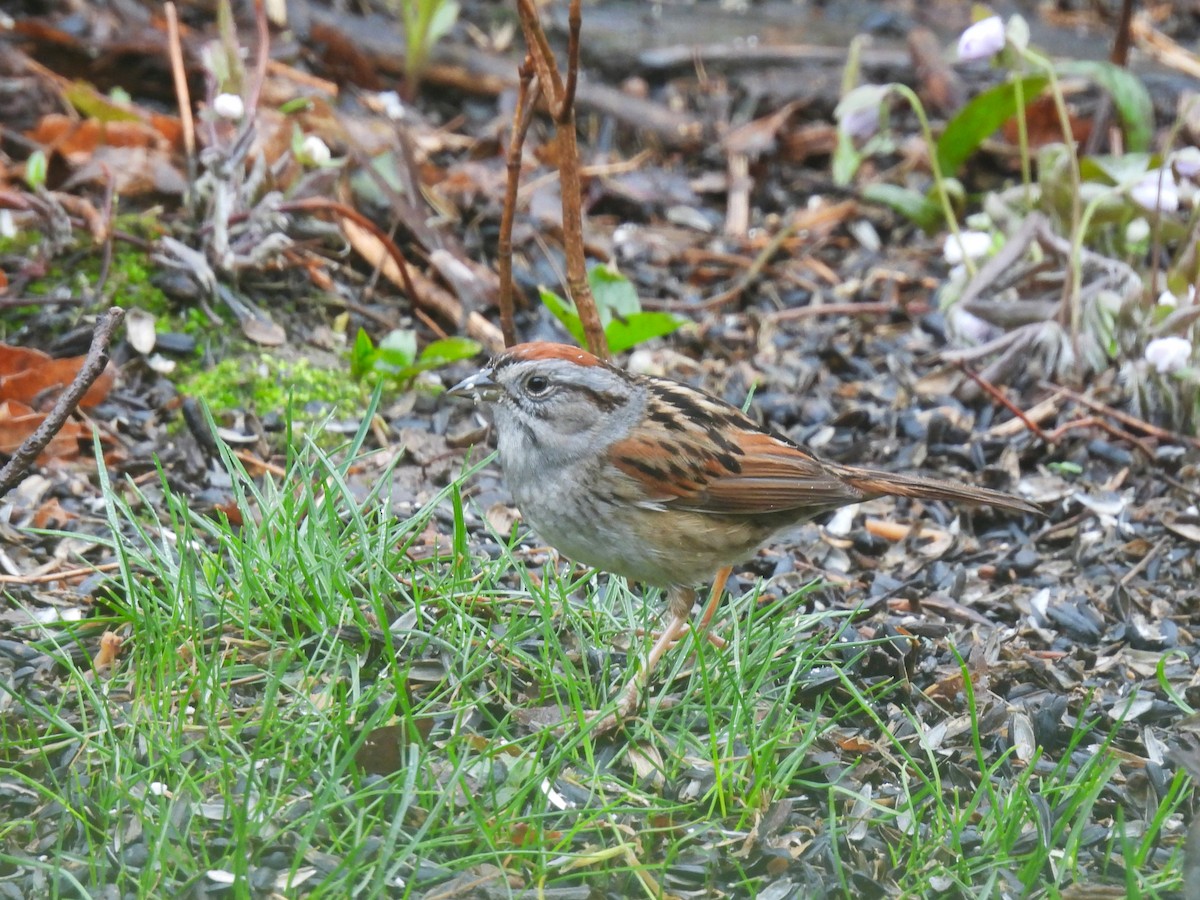 Swamp Sparrow - ML617518401