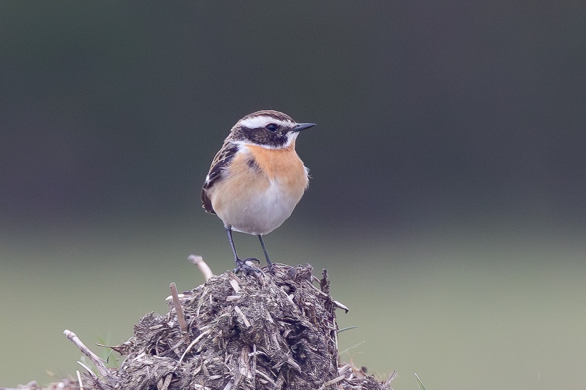 Whinchat - ML617518417