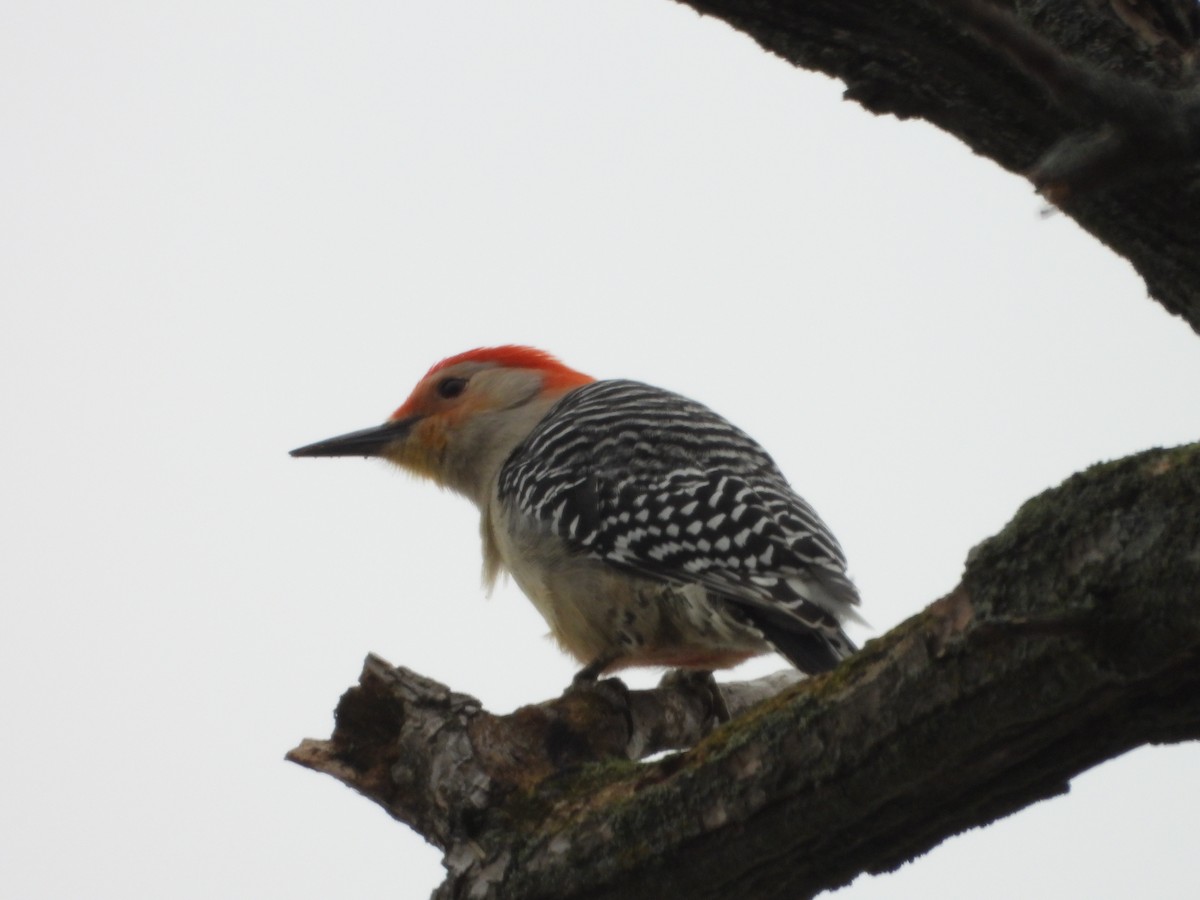 Red-bellied Woodpecker - ML617518483