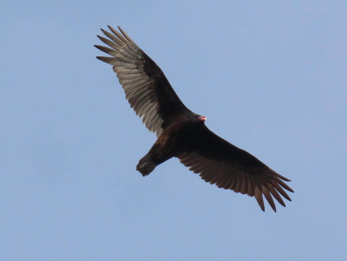 Common Raven - Howard Lorenz