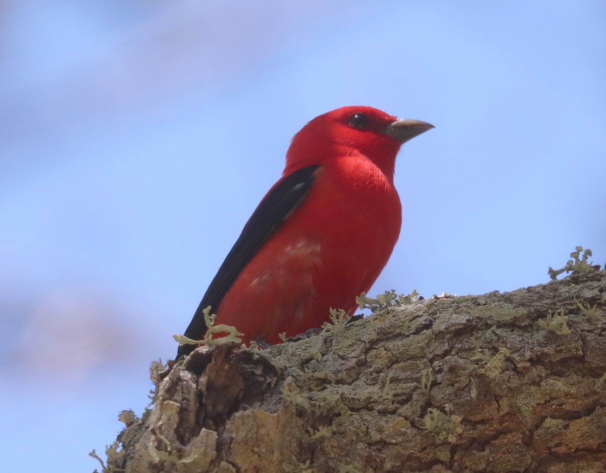 Scarlet Tanager - ML617518537
