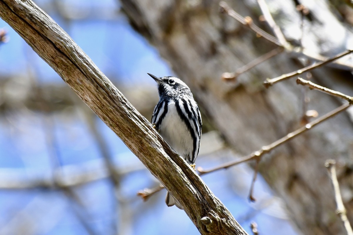 Black-and-white Warbler - ML617518559