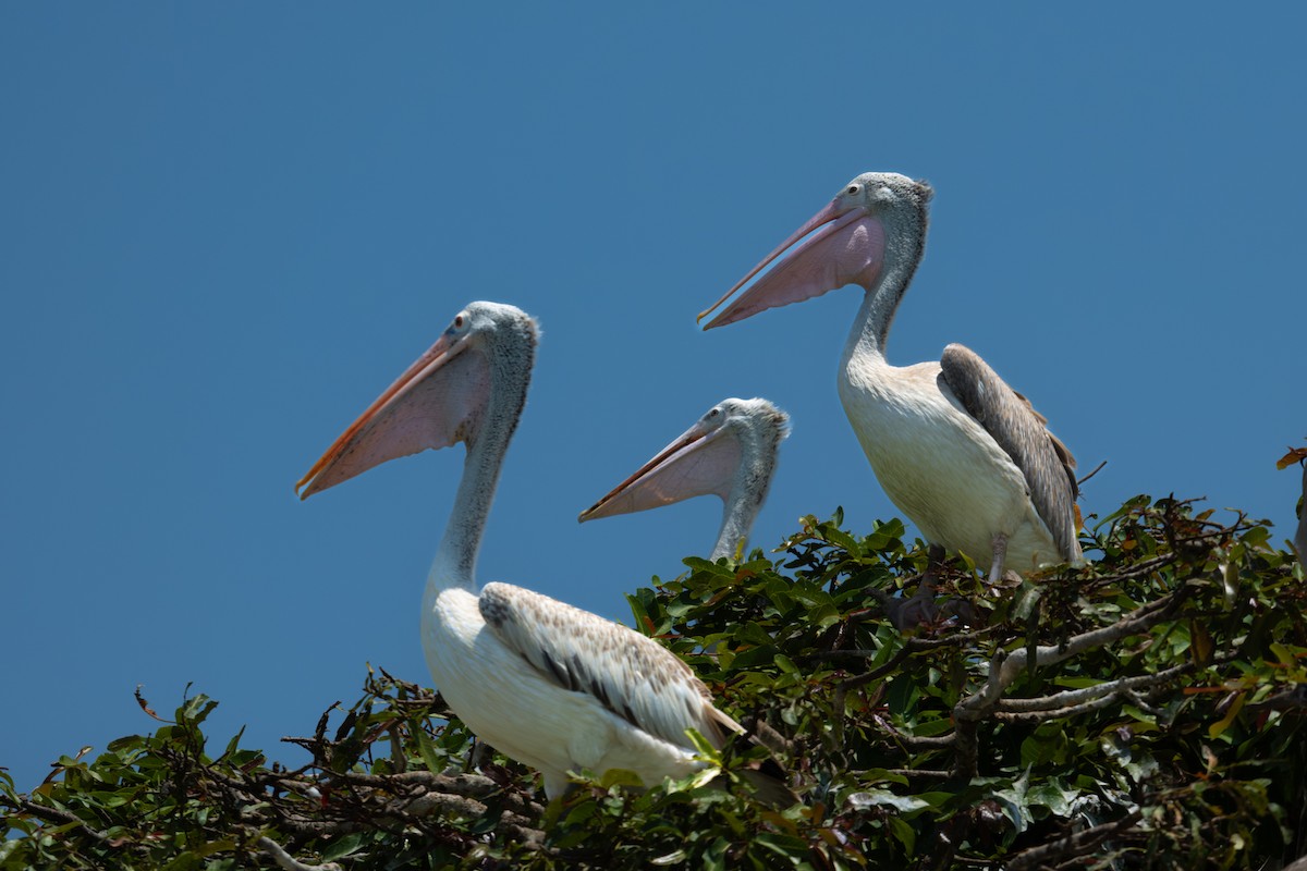 Spot-billed Pelican - Martin Mau