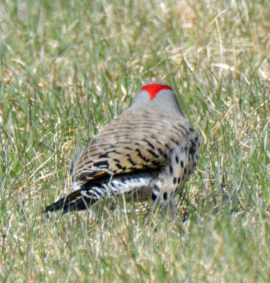 Northern Flicker (Yellow-shafted) - ML617518685
