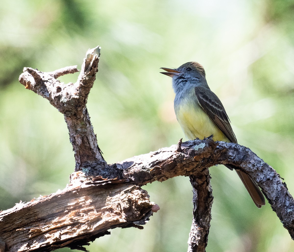 Great Crested Flycatcher - ML617518744