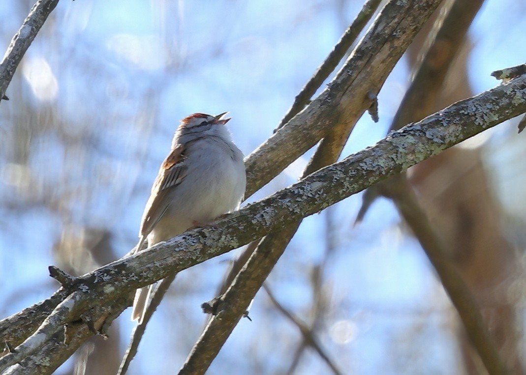Chipping Sparrow - Irene George