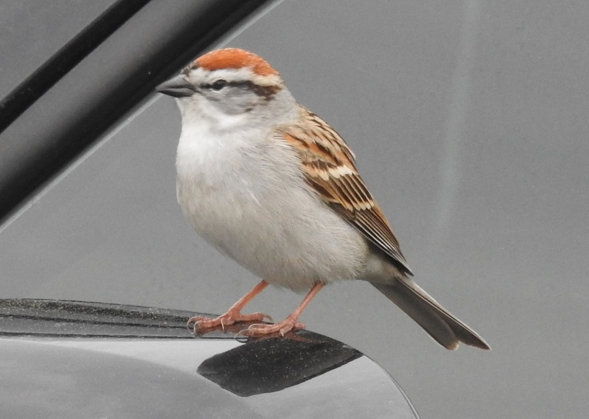 Chipping Sparrow - Fred Shaffer