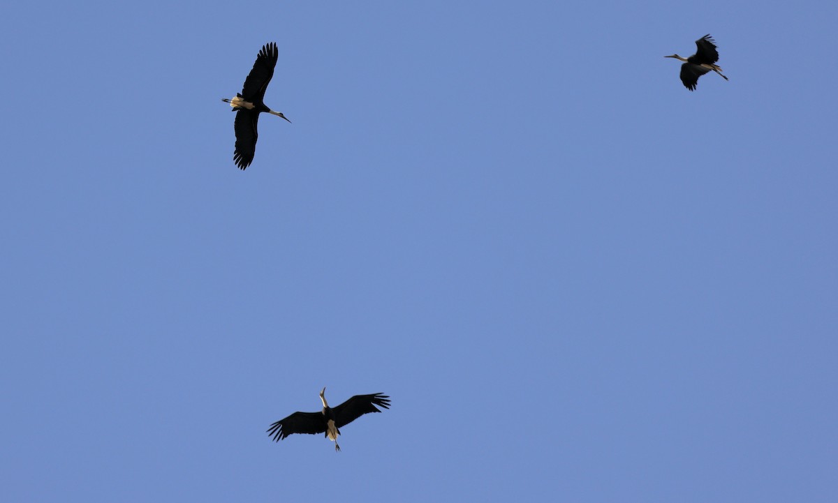 African Woolly-necked Stork - Patrick MONNEY