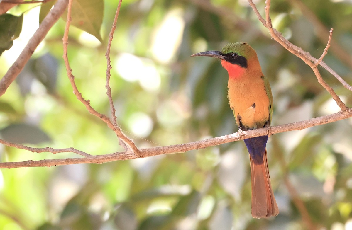 Red-throated Bee-eater - ML617518927
