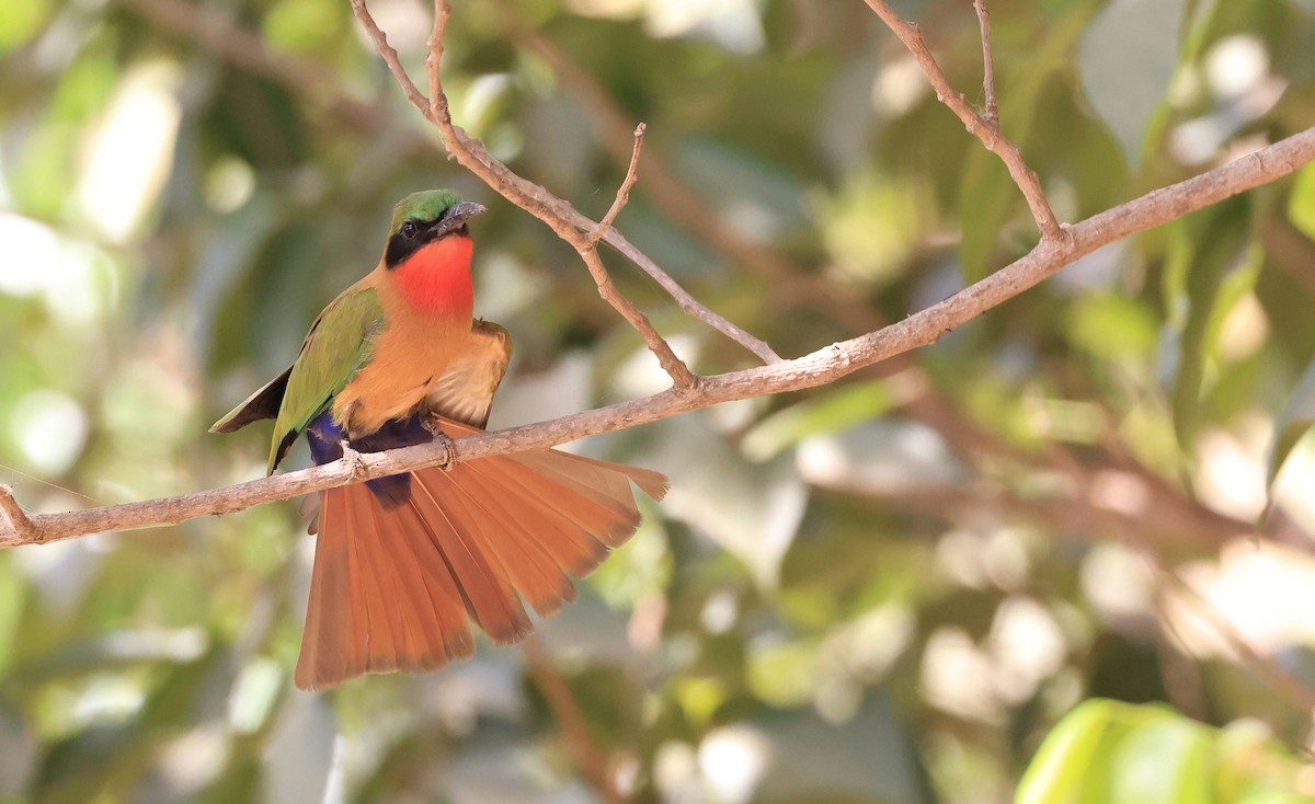 Red-throated Bee-eater - Patrick MONNEY