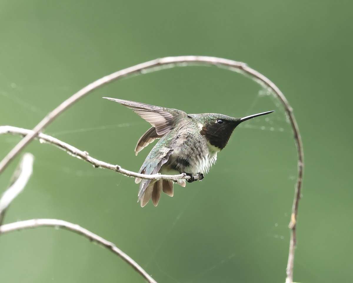Ruby-throated Hummingbird - ML617518931