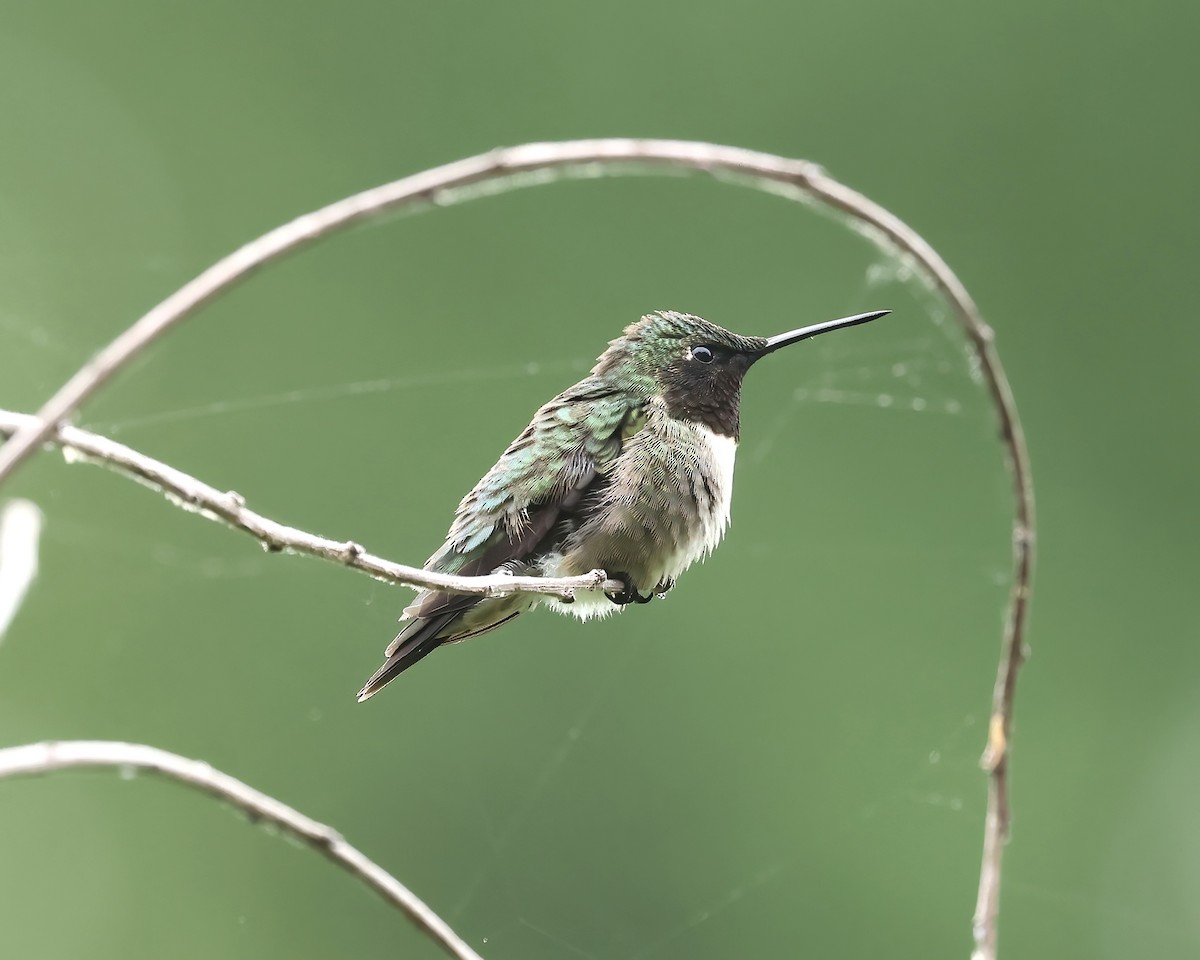 Ruby-throated Hummingbird - ML617518932