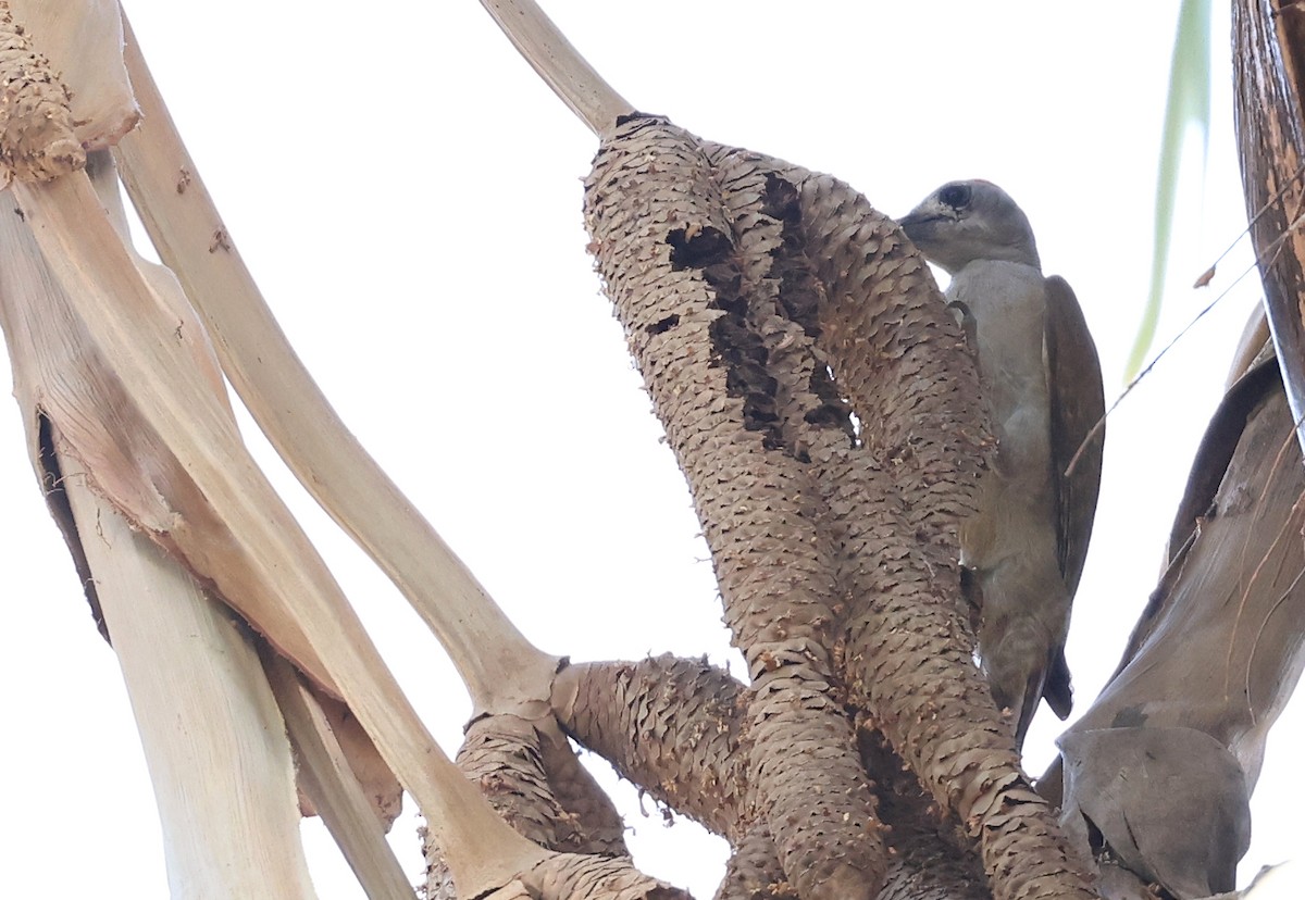 African Gray Woodpecker - ML617518963