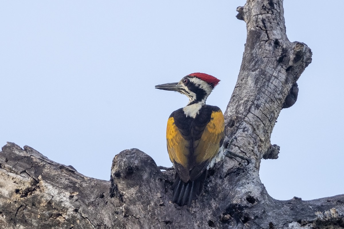 White-naped Woodpecker - ML617519026