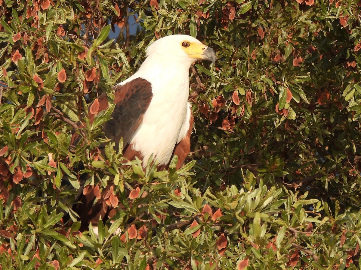 African Fish-Eagle - ML617519036