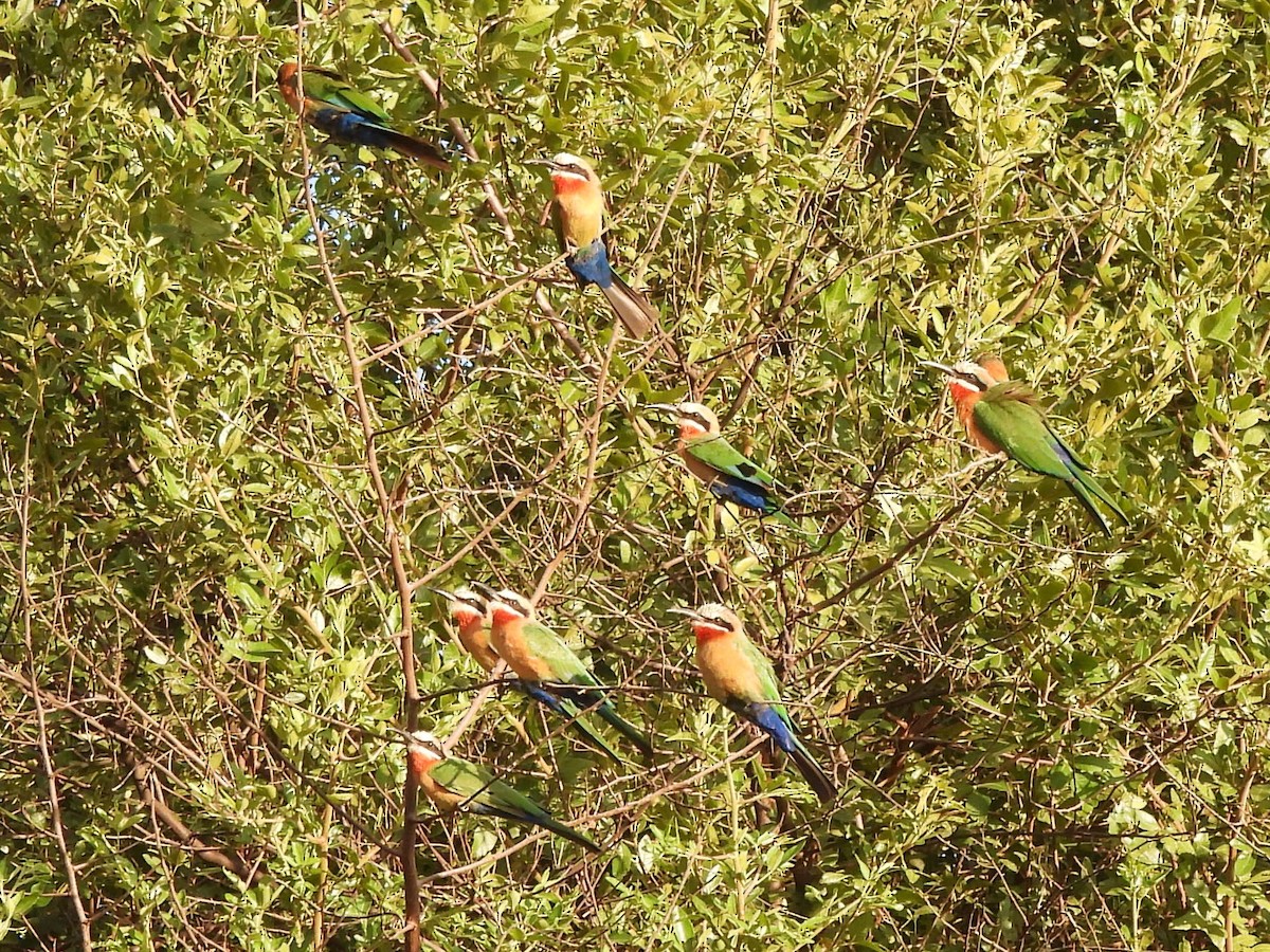 White-fronted Bee-eater - ML617519052