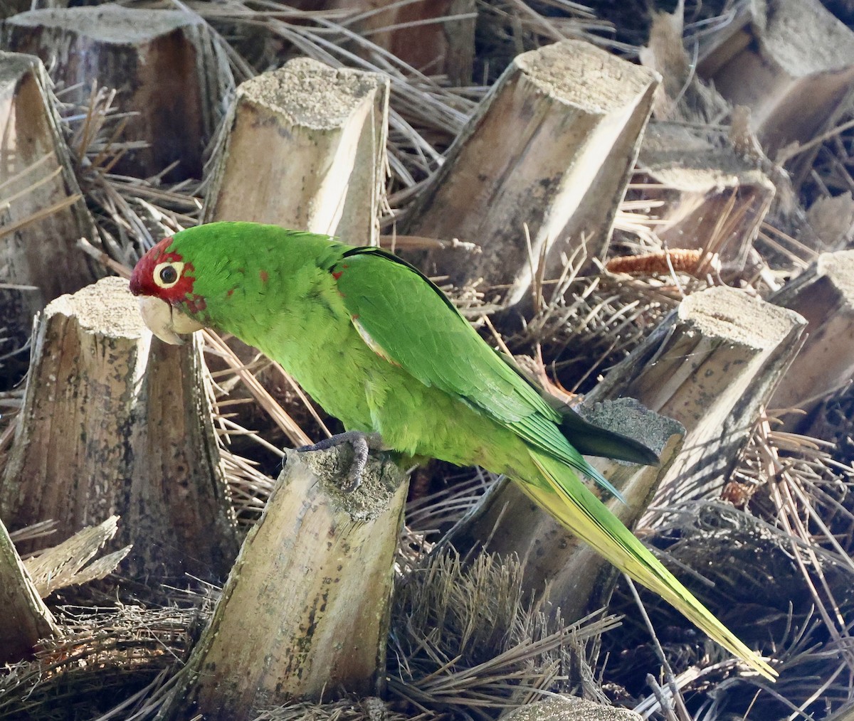 Guayaquil Papağanı - ML617519108