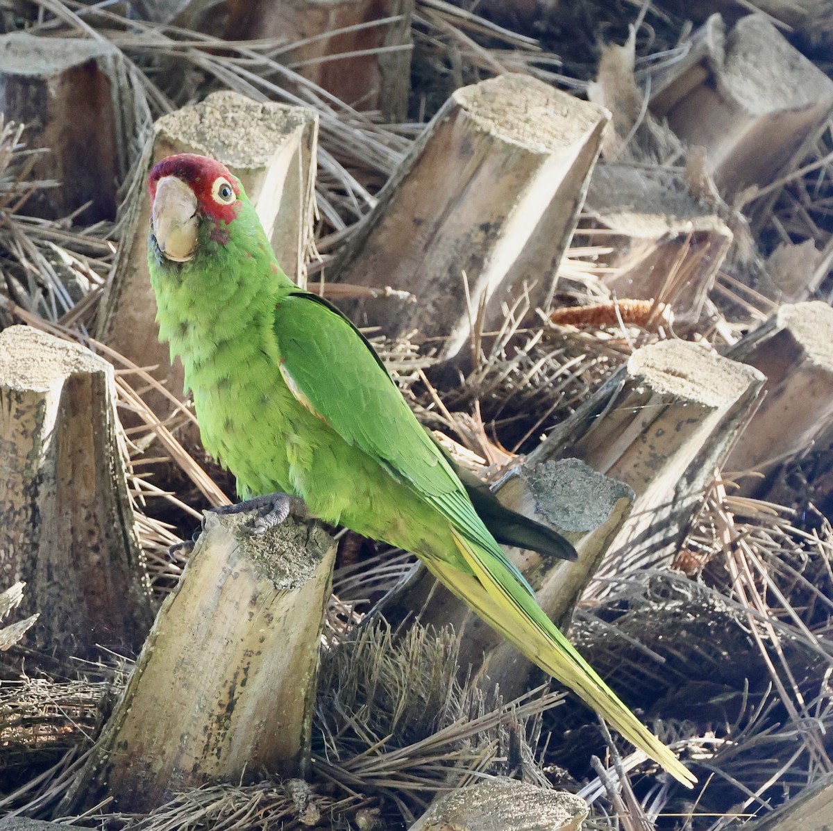 Red-masked Parakeet - Carolyn Thiele