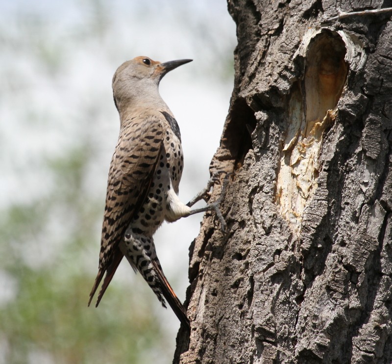 Northern Flicker (Red-shafted) - ML61751911