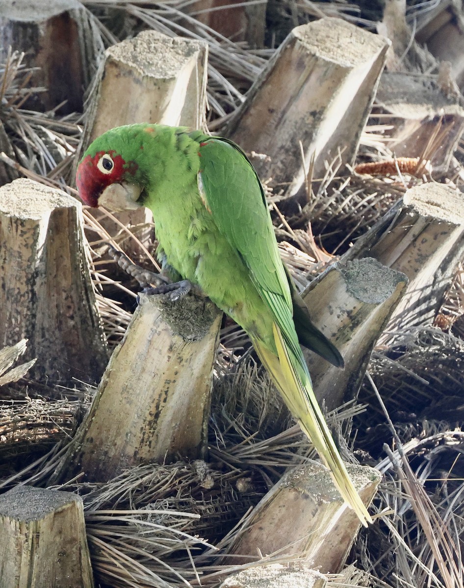 Guayaquil Papağanı - ML617519111
