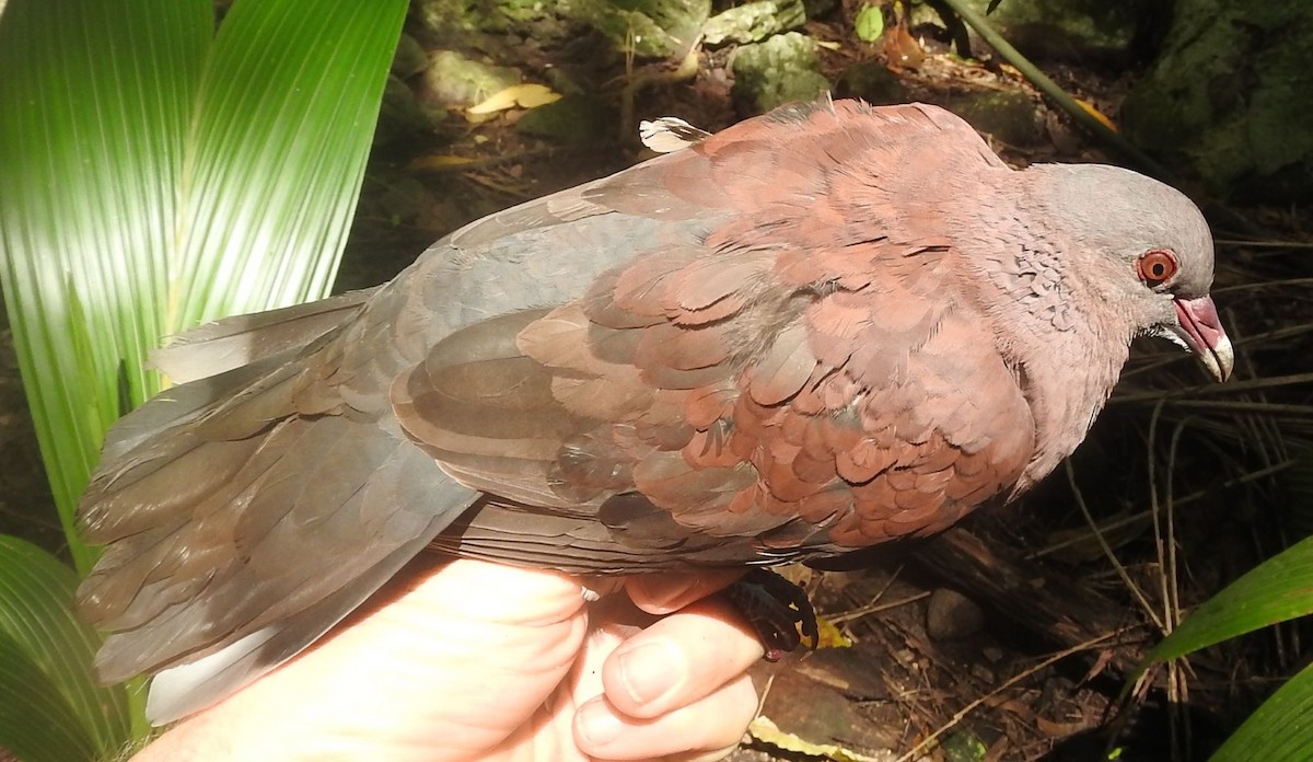 Pigeon de Madagascar - ML617519114