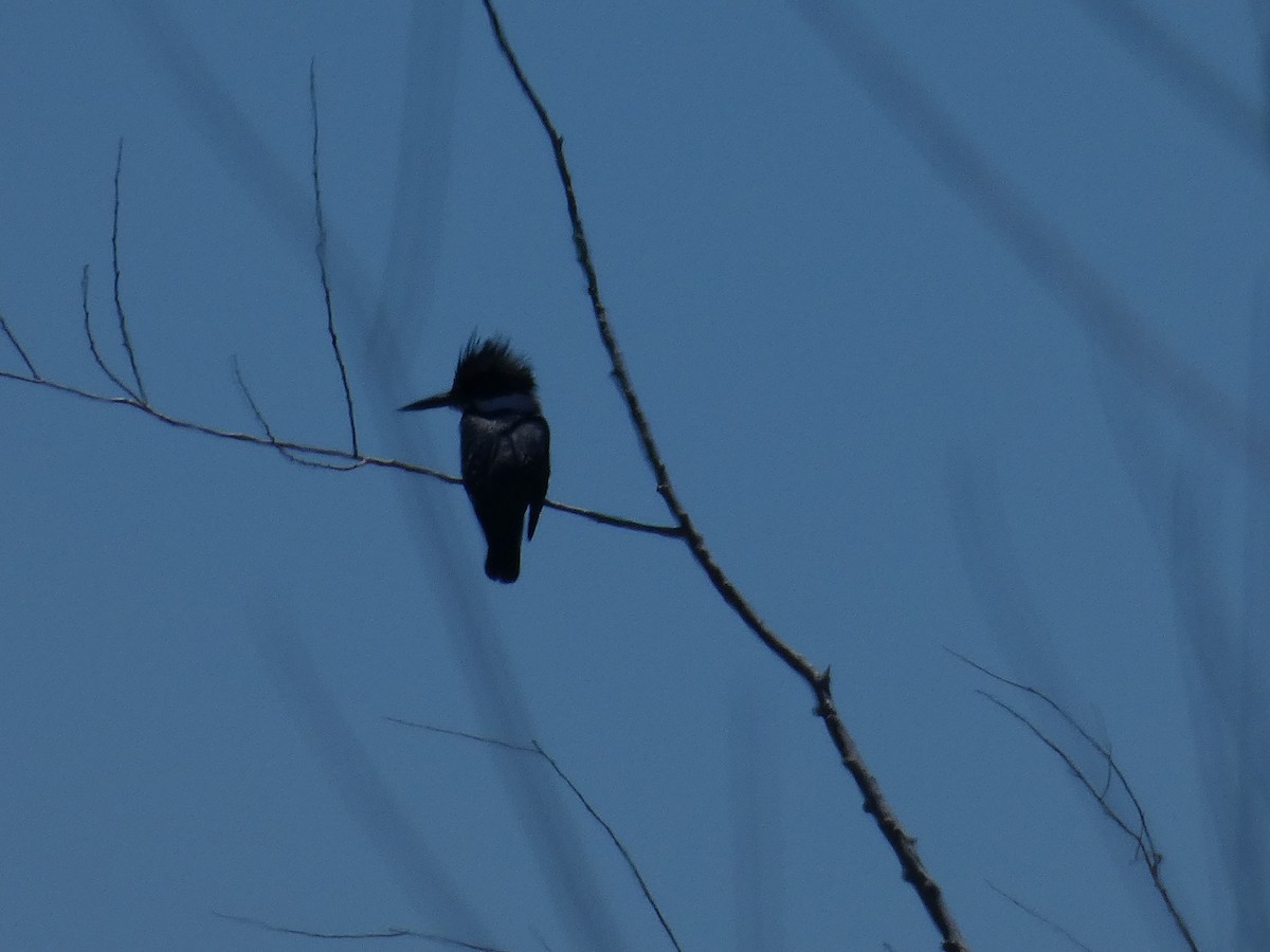 Belted Kingfisher - ML617519122