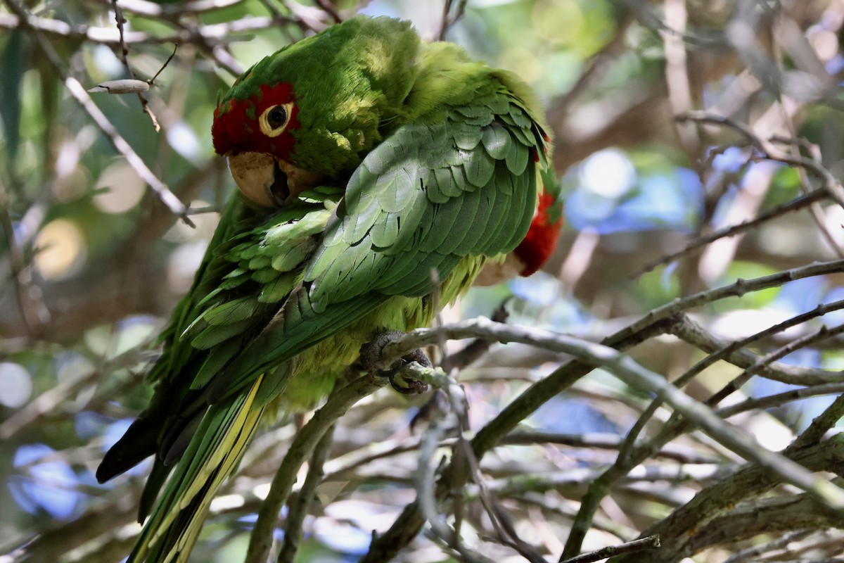 Red-masked Parakeet - Carolyn Thiele