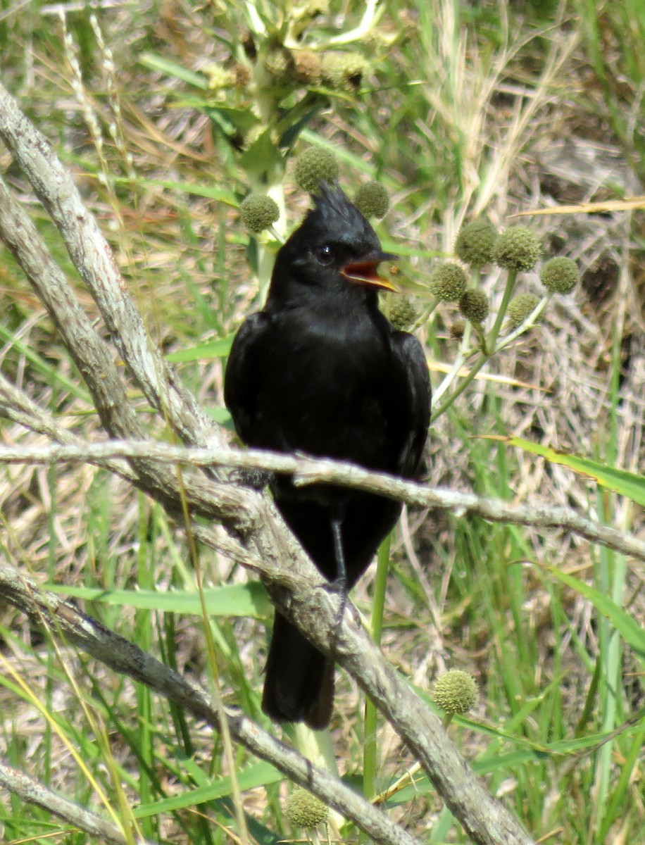 Crested Black-Tyrant - Carlos Calimares
