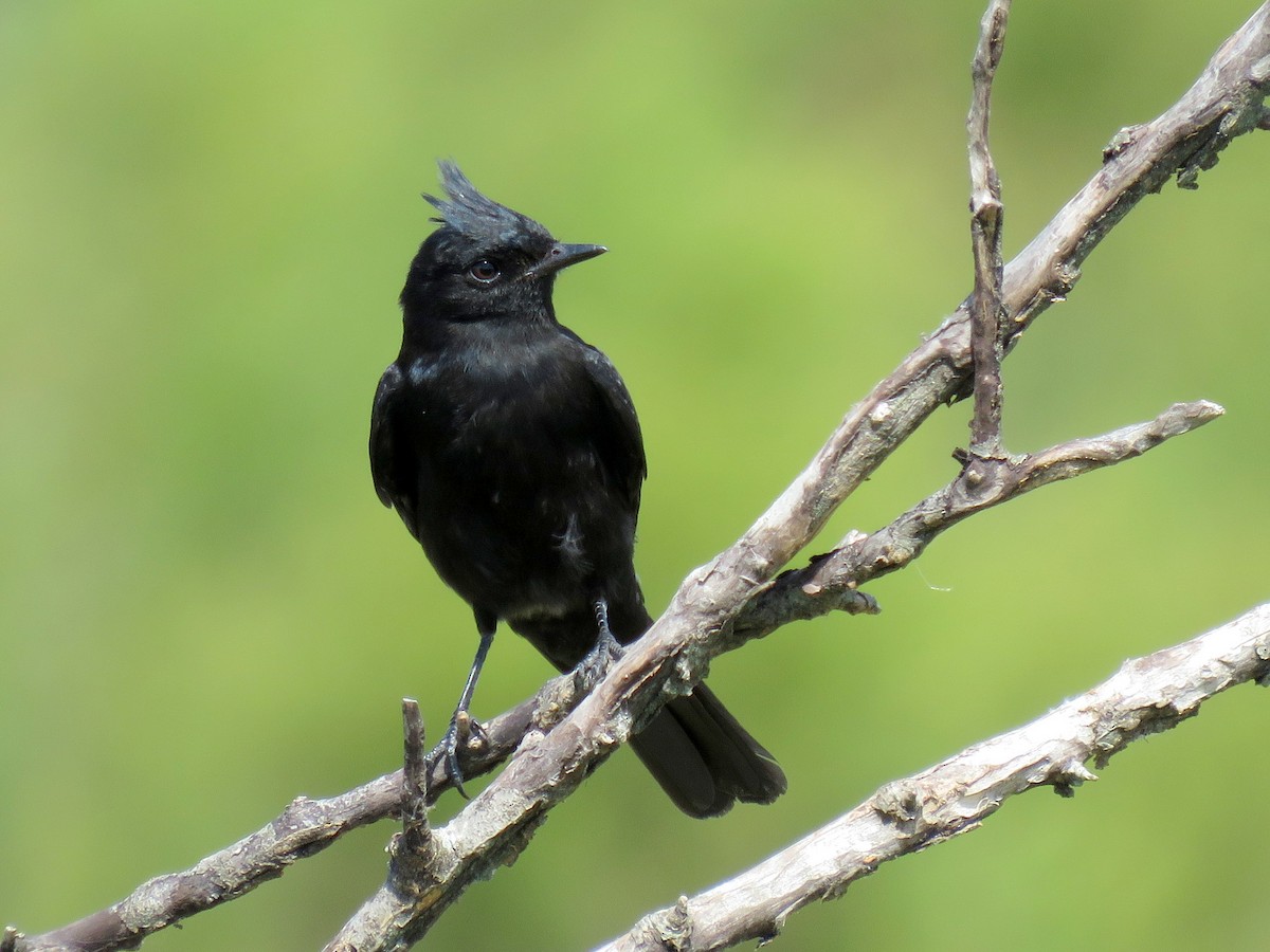 Crested Black-Tyrant - Carlos Calimares