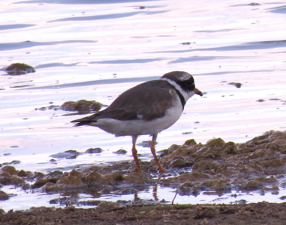 Common Ringed Plover - ML617519156