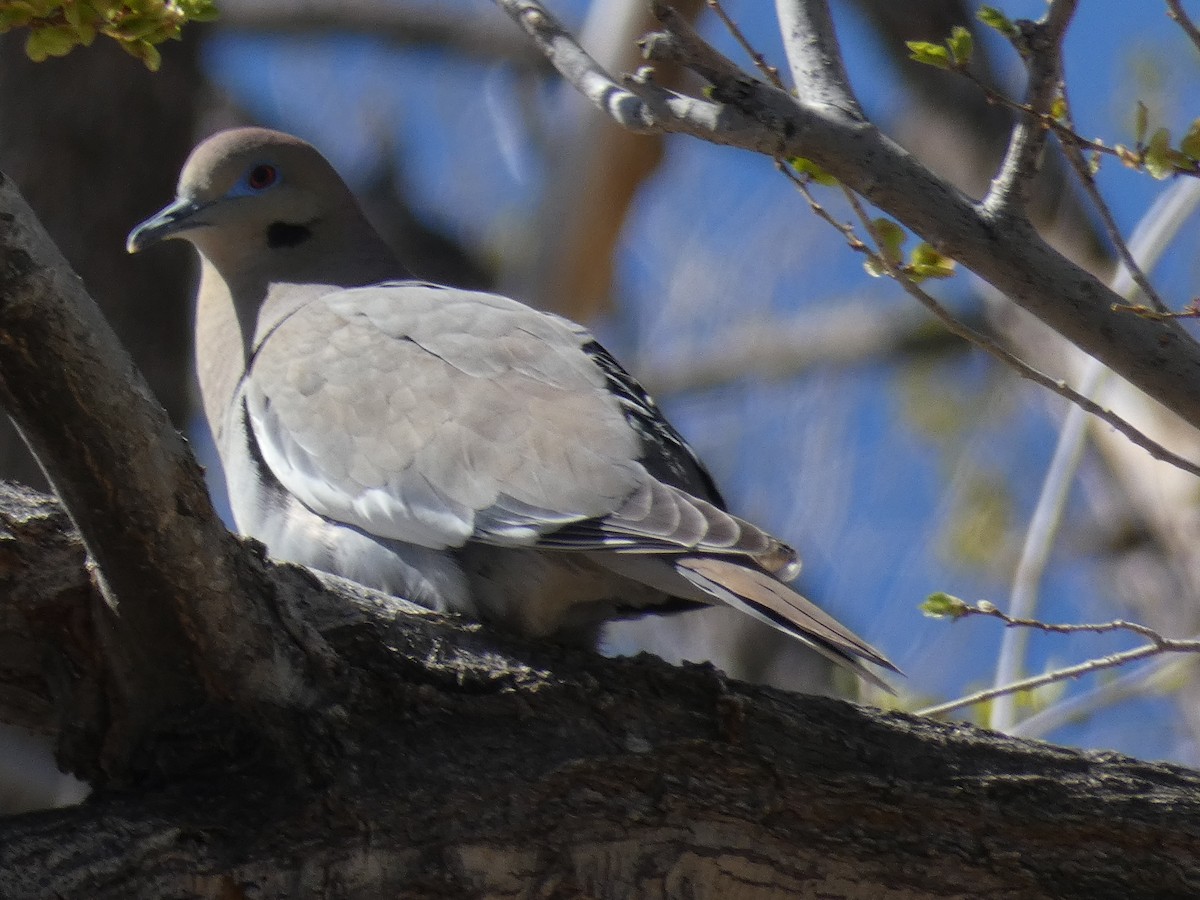 White-winged Dove - ML617519185