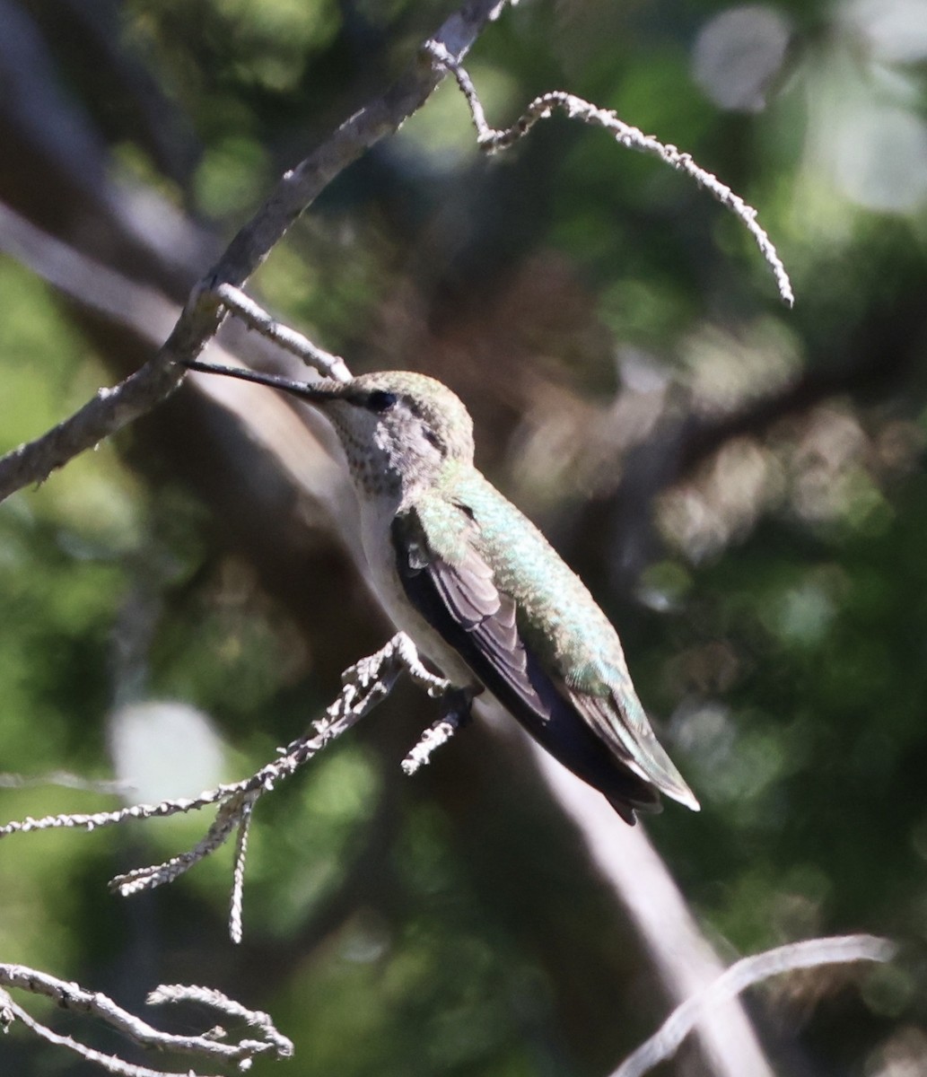Anna's Hummingbird - Carolyn Thiele