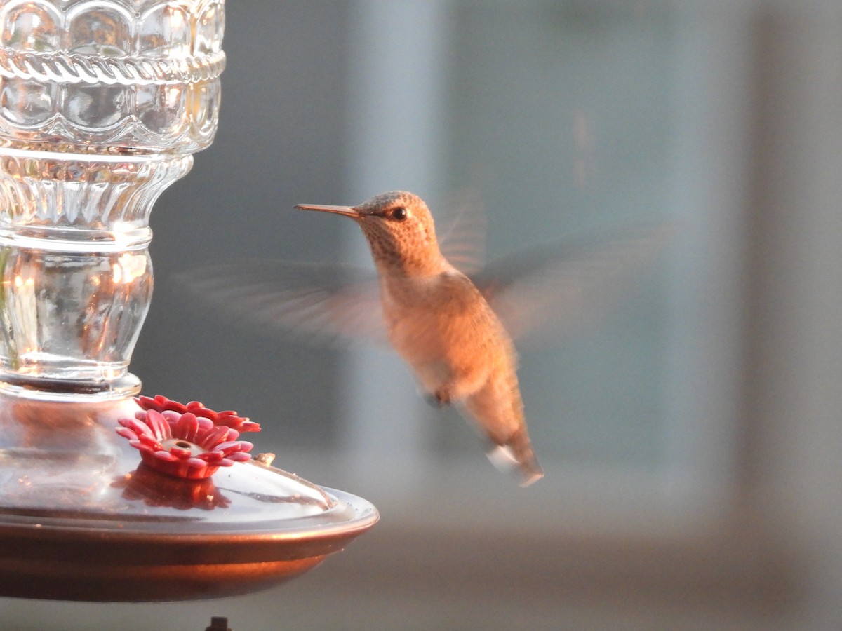 hummingbird sp. - ML617519349