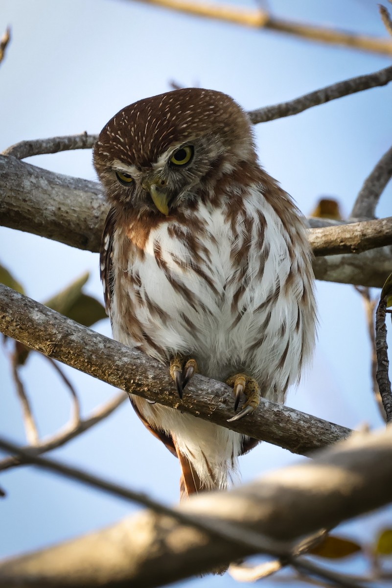 Ferruginous Pygmy-Owl - ML617519381