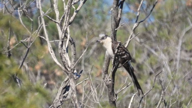 Great Spotted Cuckoo - ML617519462