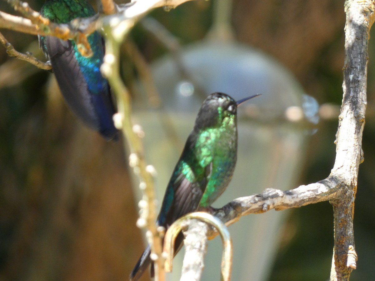 Talamanca Hummingbird - ML617519487