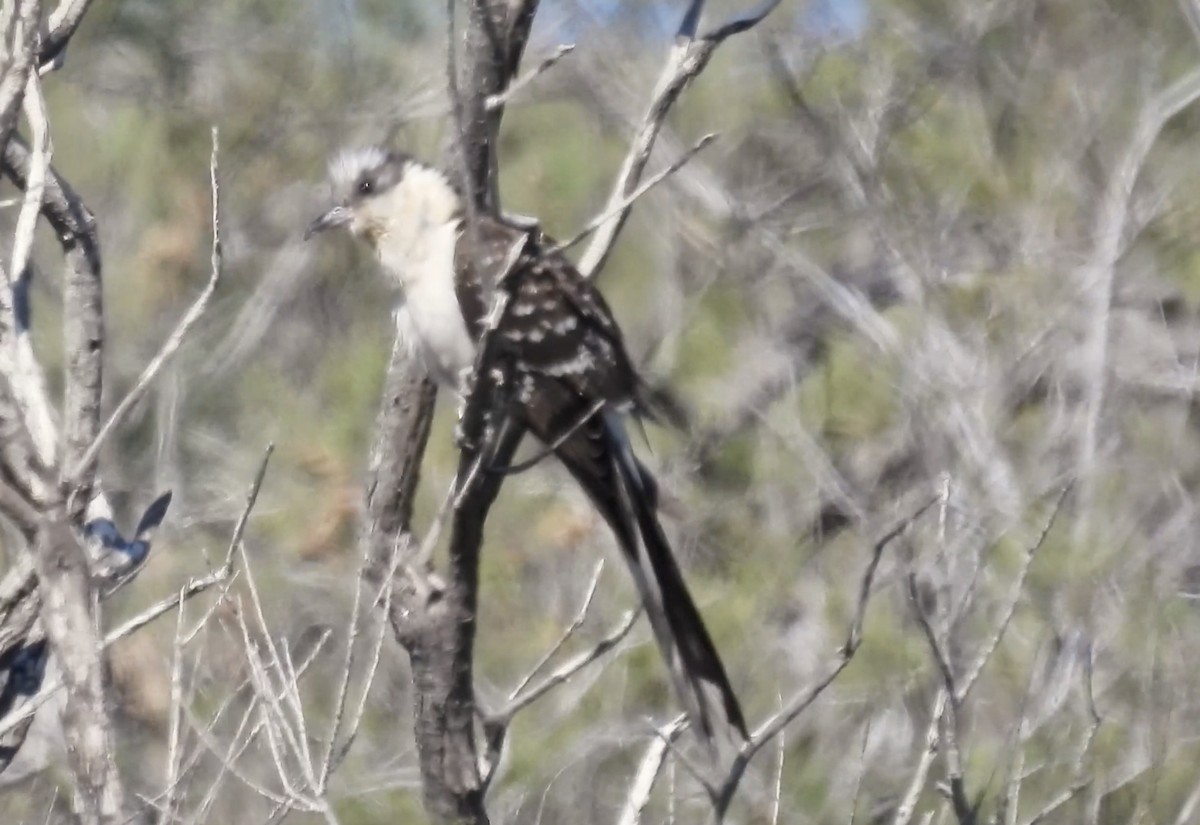 Great Spotted Cuckoo - ML617519507