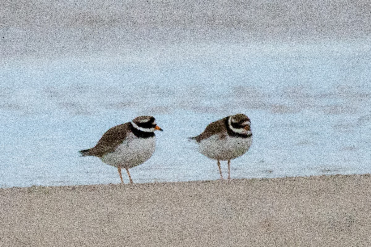 Common Ringed Plover - ML617519555