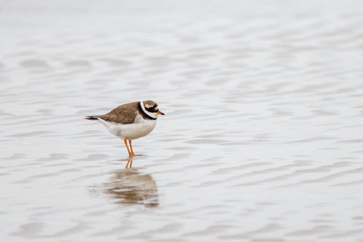 Common Ringed Plover - ML617519556
