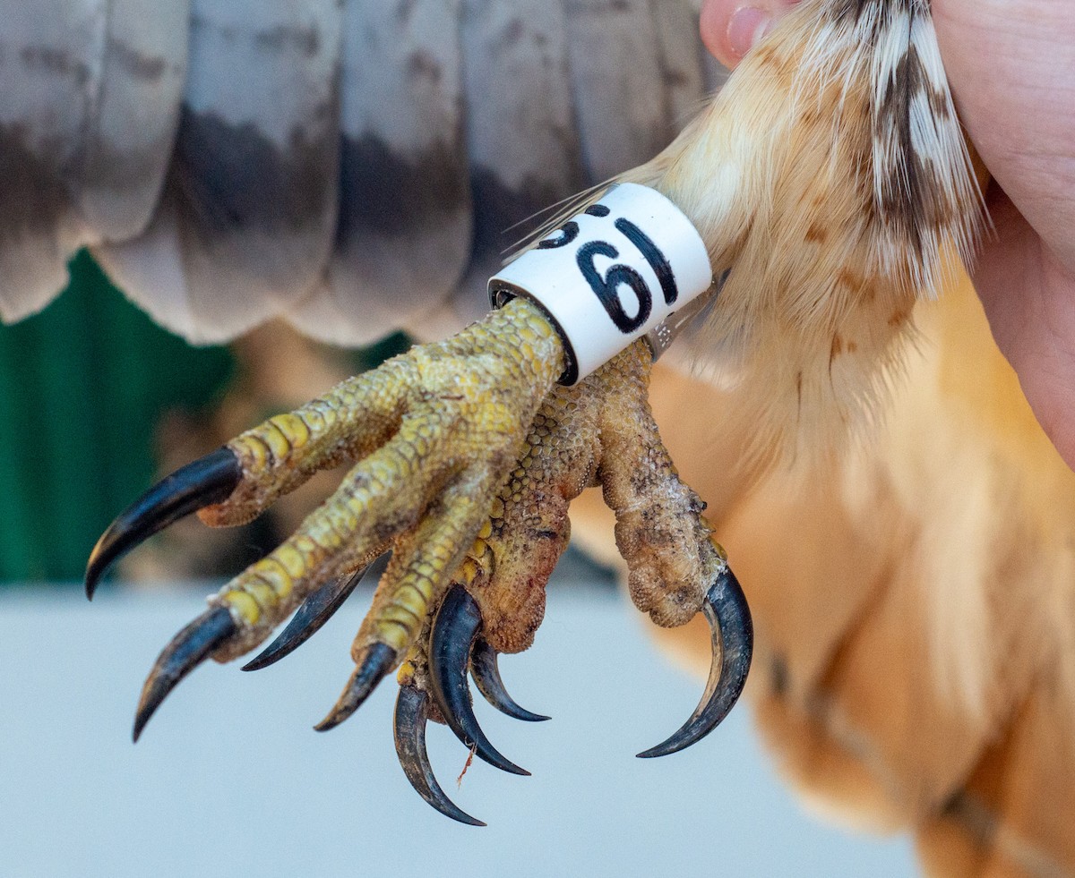 Red-tailed Hawk (abieticola) - ML617519568