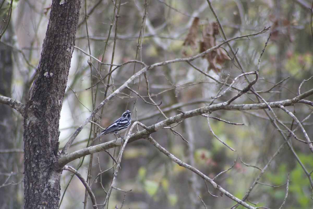 Black-and-white Warbler - ML617519608