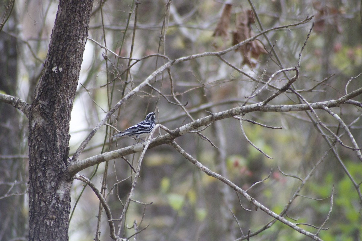 Black-and-white Warbler - ML617519610