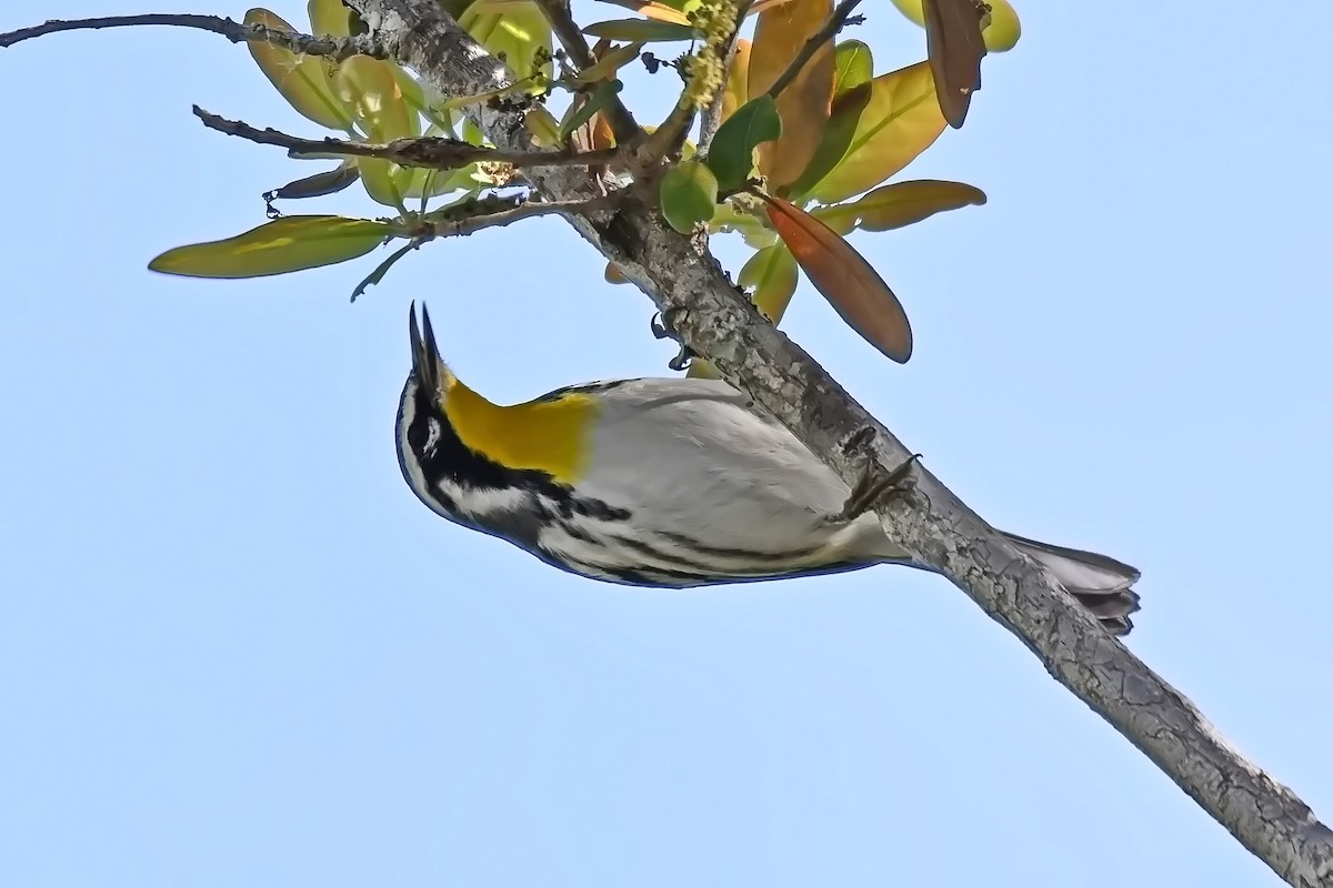 Yellow-throated Warbler - ML617519640
