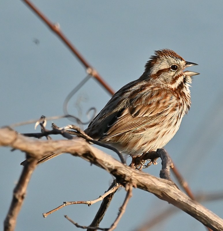 Song Sparrow - Regis Fortin