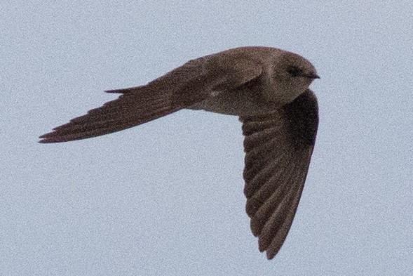 Northern Rough-winged Swallow - David Brown
