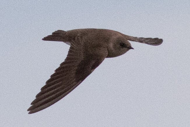 Northern Rough-winged Swallow - David Brown