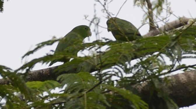 papoušíček amazonský - ML617519706