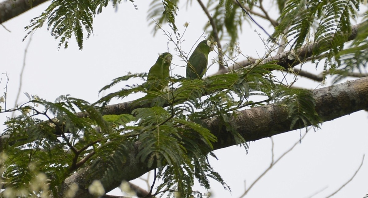 papoušíček amazonský - ML617519716