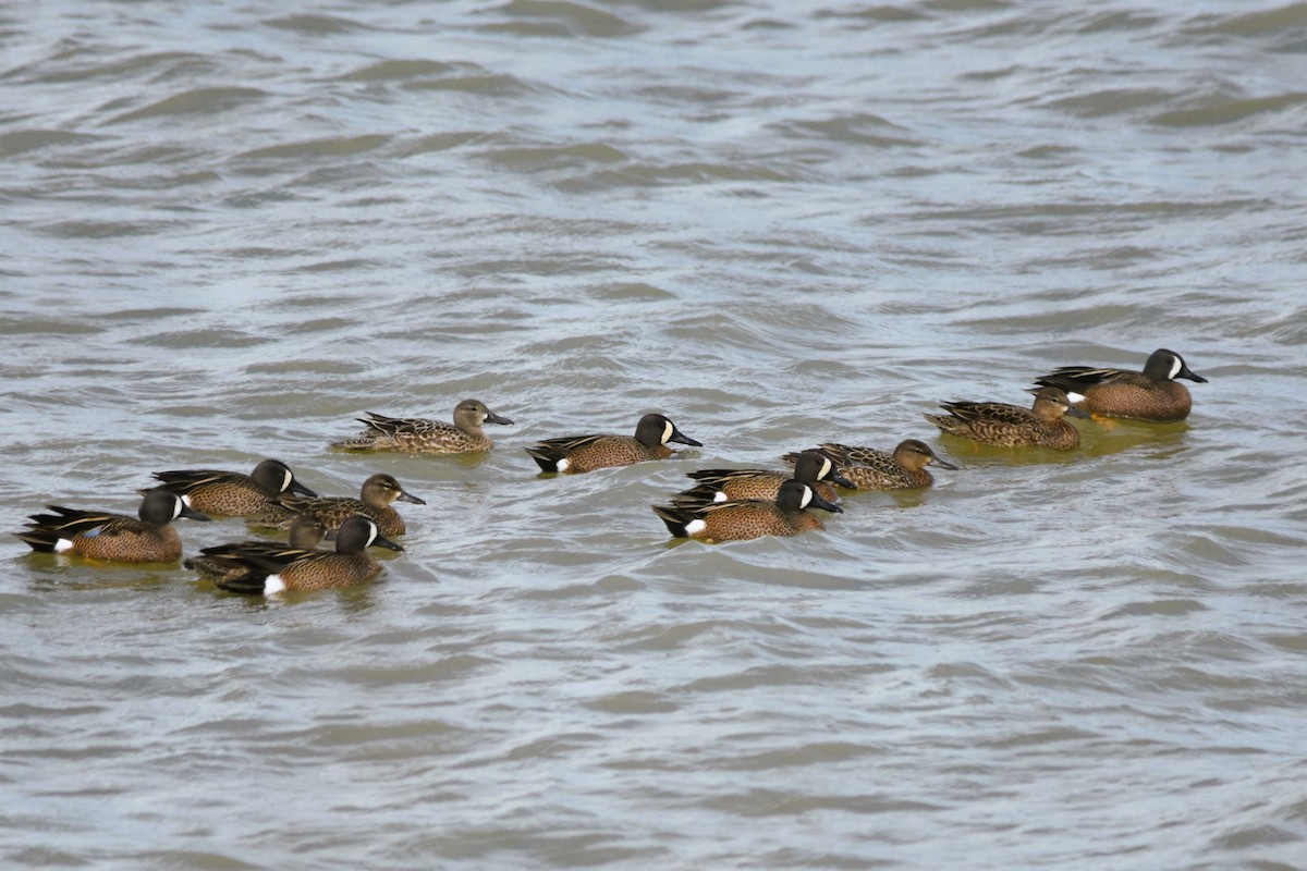 Blue-winged Teal - ML617519736