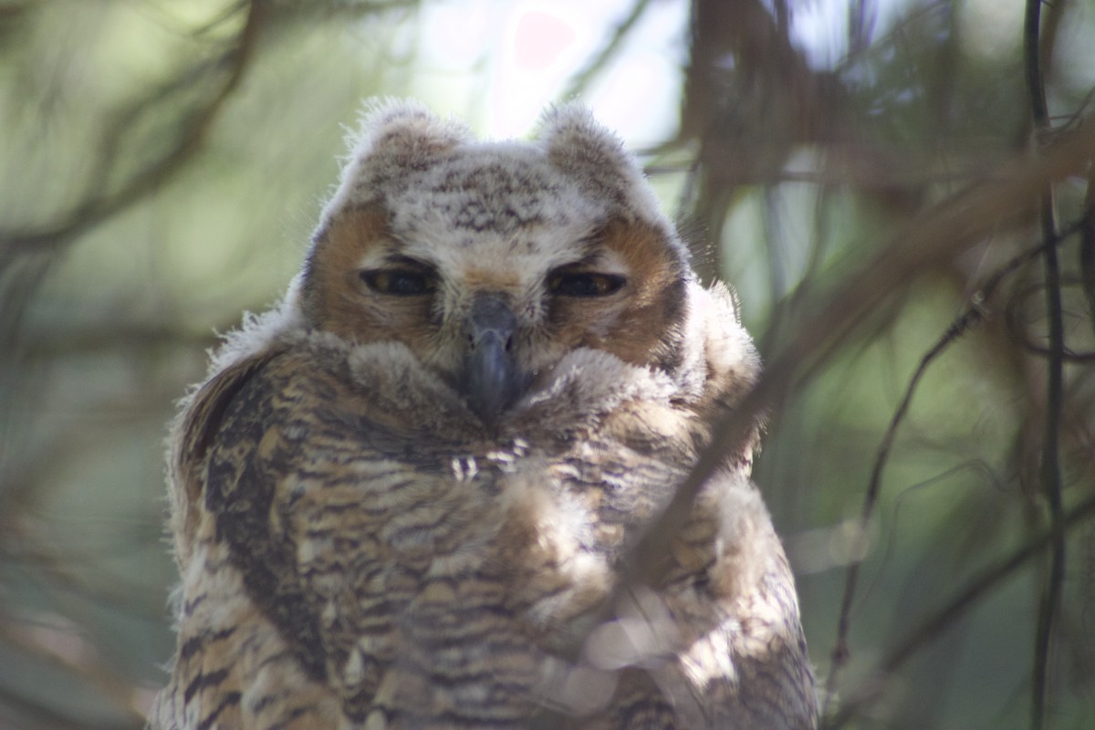 Great Horned Owl - ML617519798